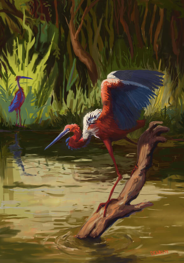 Goliath Heron, by Denas Rakauskas